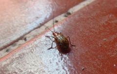 Isotes multipunctata