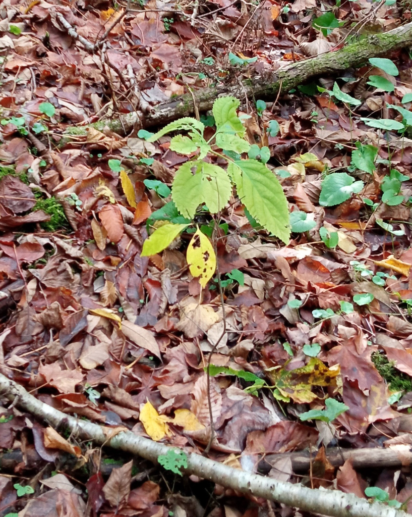 citronella horse balm in October 2021 by Erik Danielsen · iNaturalist