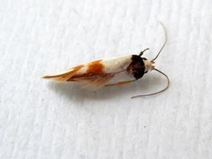 Antipterna trilicella
