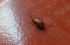 Isotes multipunctata