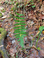Dryopteris × separabilis