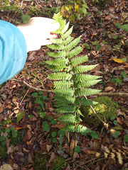 Dryopteris × separabilis