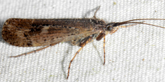Limnephilus sericeus