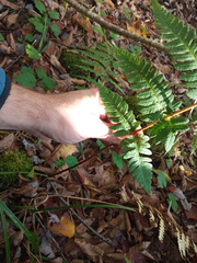 Dryopteris × separabilis
