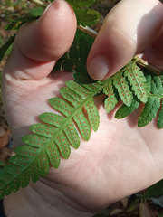 Dryopteris × separabilis