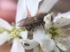 Osmia
