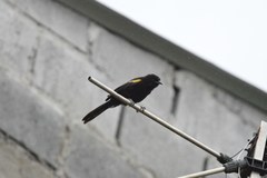 Icterus pyrrhopterus valenciobuenoi