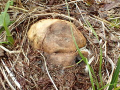 Scleroderma septentrionale