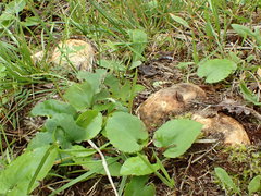 Scleroderma septentrionale