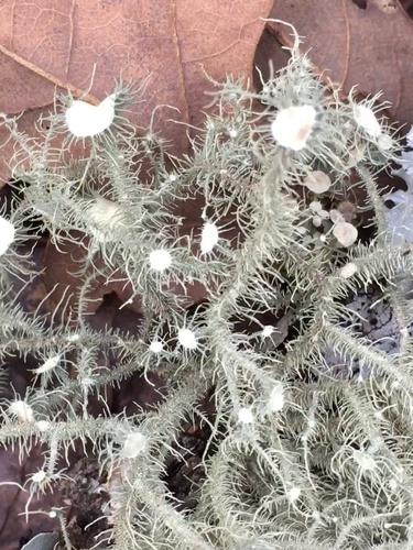 Bushy beard lichen