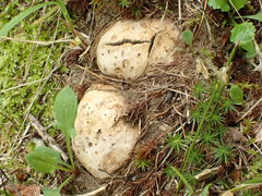 Scleroderma septentrionale