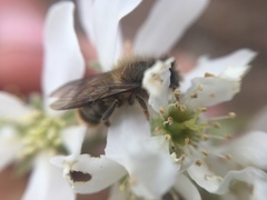 Osmia