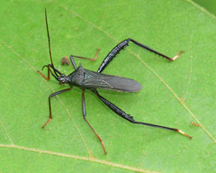 Stenometapodus impictus