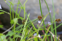 Carex illota
