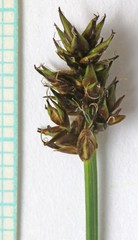 Carex illota