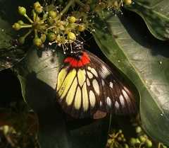 Delias pasithoe