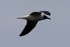 Leucophaeus atricilla megalopterus