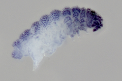 Neanuroidea