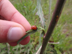 Coccinella septempunctata