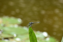 Micrathyria hypodidyma