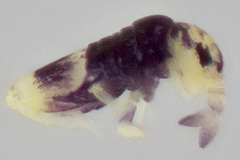 Lepidocyrtus helenae
