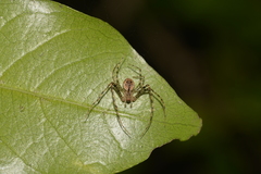 Australomimetus maculosus