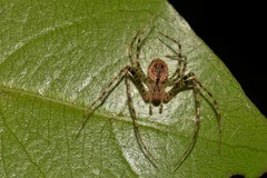 Australomimetus maculosus