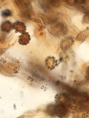 Pseudotomentella tristis