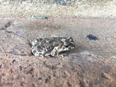 Poyntonophrynus fenoulheti