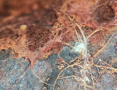 Pseudotomentella tristis