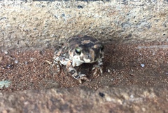 Poyntonophrynus fenoulheti