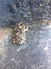 Poyntonophrynus fenoulheti