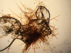 Pseudotomentella tristis