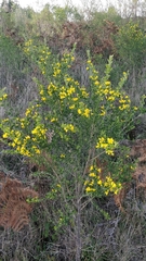 Genista maderensis image