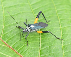 Plaxiscelis mirifica