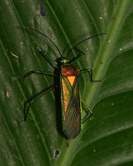 Stenoprasia bicolora