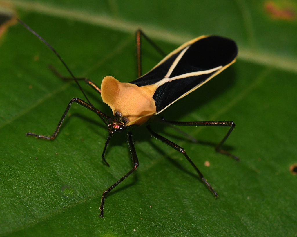 Sundarus macrotus