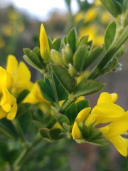 Genista maderensis image