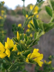 Genista maderensis image