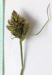 Carex microptera