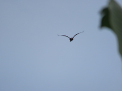 Dendrocygna autumnalis autumnalis