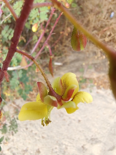 Erythrostemon pannosus, photograph 3
