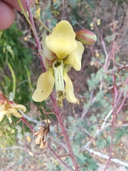 Erythrostemon pannosus, photograph Abraham Sánchez Romero, CC BY, iNaturalist via GBIF