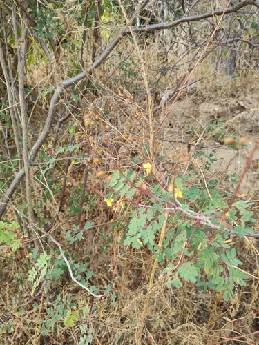 Erythrostemon pannosus, photograph 5