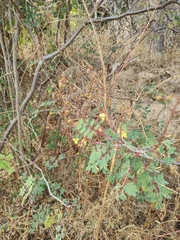 Erythrostemon pannosus, photograph Abraham Sánchez Romero, CC BY, iNaturalist via GBIF