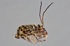 Ptenothrix marmorata