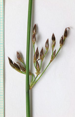 Juncus balticus ater