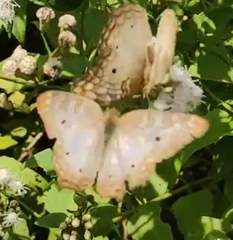 Anartia jatrophae