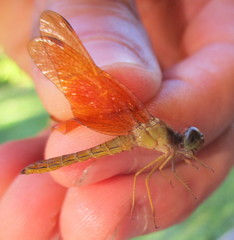 Perithemis icteroptera