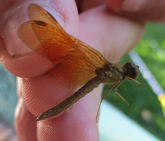 Perithemis icteroptera